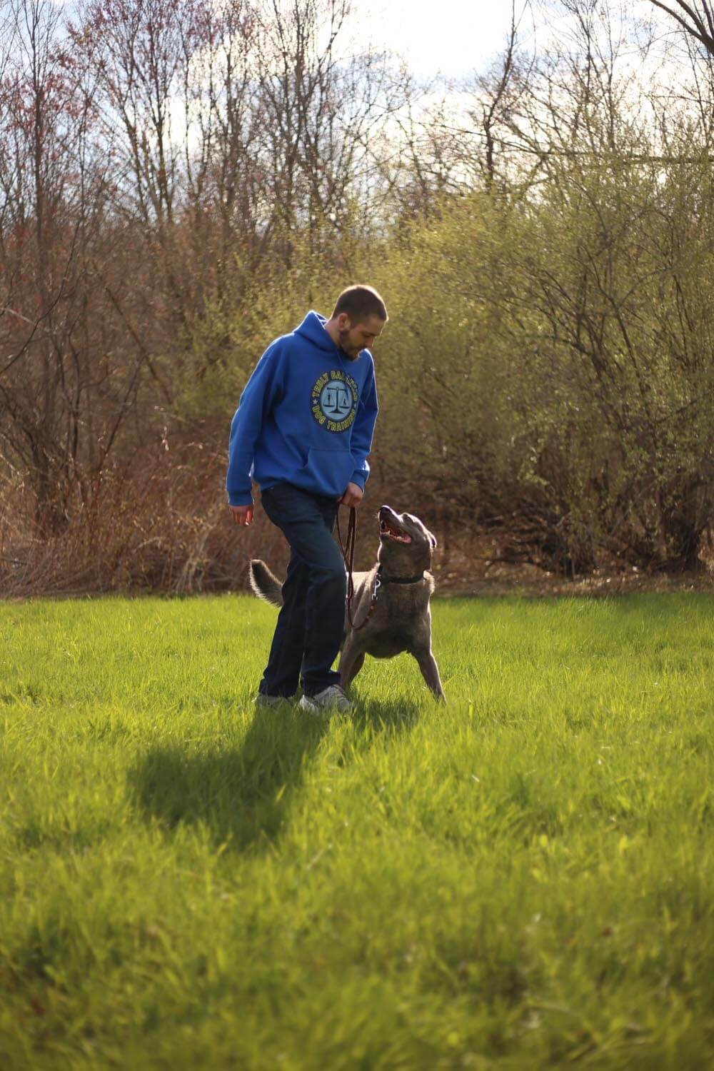Team member in a blue hoodie walks a Chocolate Labrador Retriever on a leash through a grassy field, with spring trees and sunlight in the background.