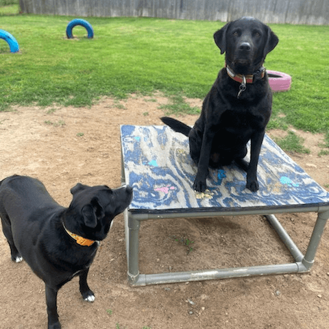 A black Labrador Retriever sits on a raised platform while another black mixed-breed dog stands beside it in a fenced outdoor play area.