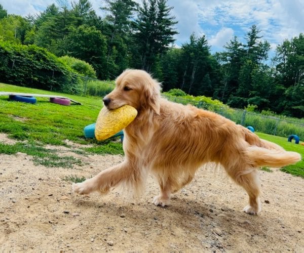golden running with frisbee