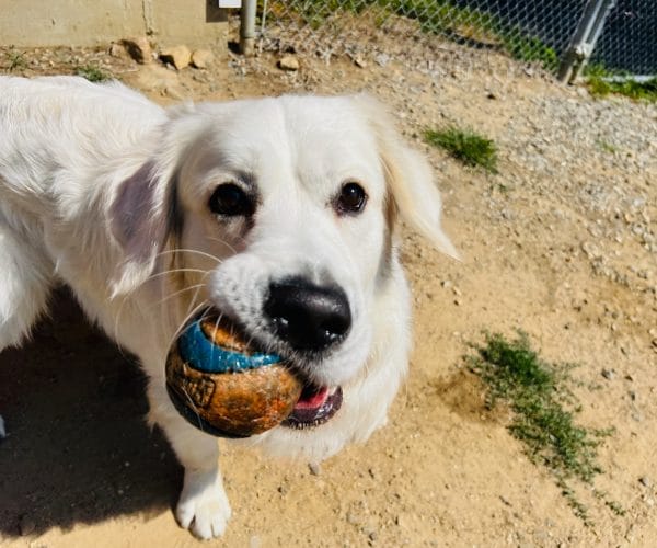 golden with ball