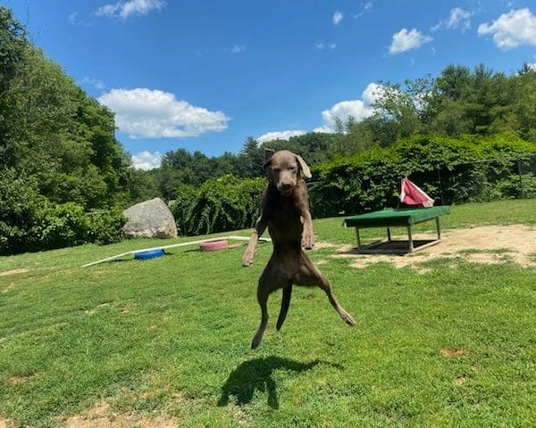 leaping in the air