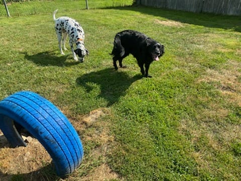 Dalmatian and black dog walking on a grassy play area near a blue tire partially buried in the ground.