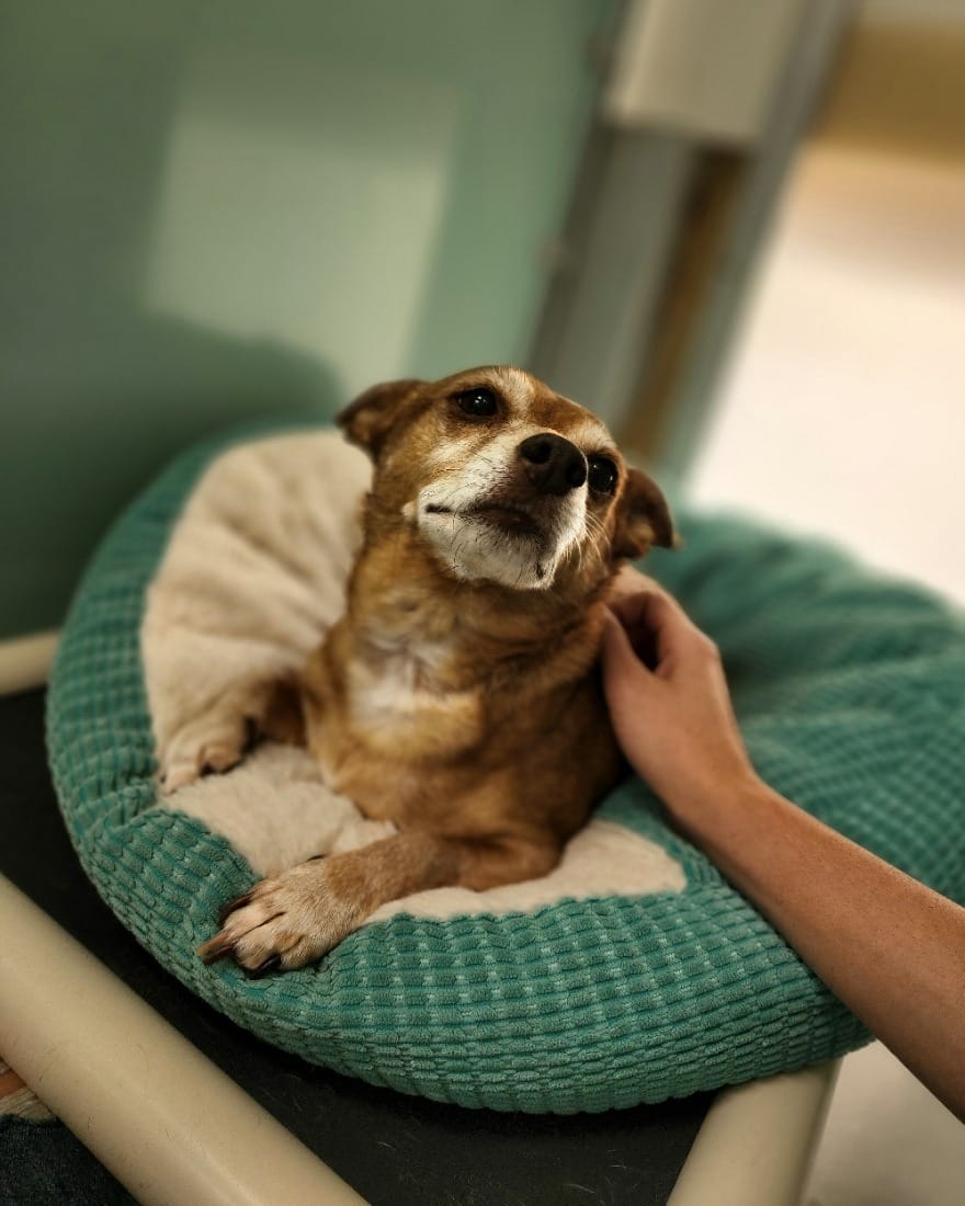 old dog in climate controlled room being pet by Truly Balanced Dog Care team member