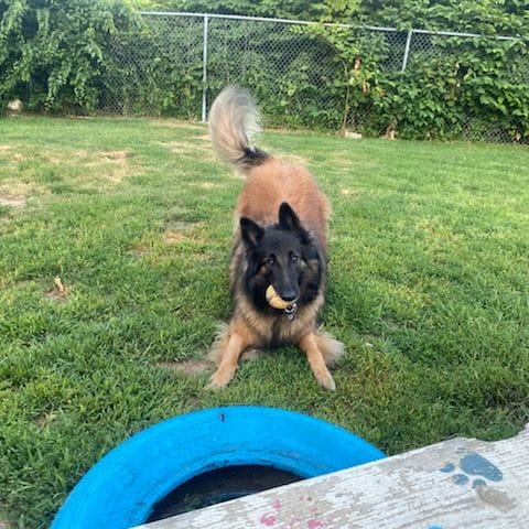 Long-haired dog crouched in a playful stance on grass, holding a yellow ball in its mouth near a playground structure.
