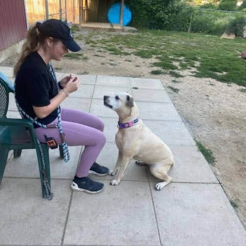 dog being given treat by a Truly Balanced Dog Care member