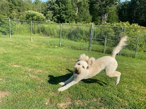 Dog enjoying outdoor playtime at Truly Balanced Dog Care in Kingston, NH