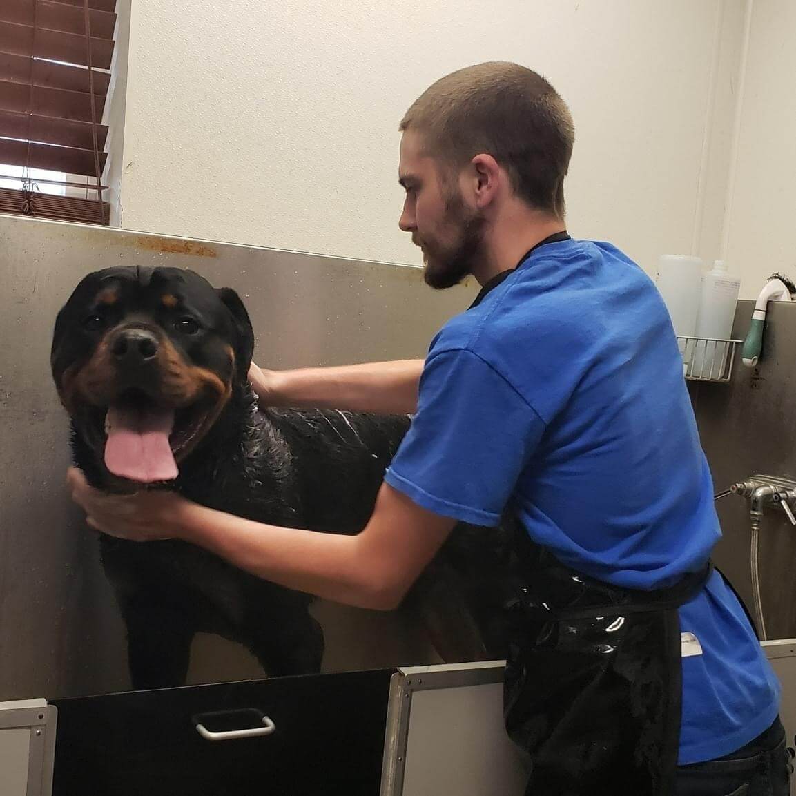 Large dog being bathed at Truly Balanced Dog in Southern NH